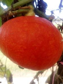 直播连线现场吃瓜,吃瓜群众围观瓜王争霸赛