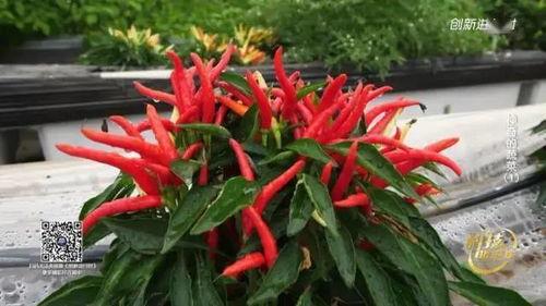 春节期间吃大瓜,大瓜美食之旅