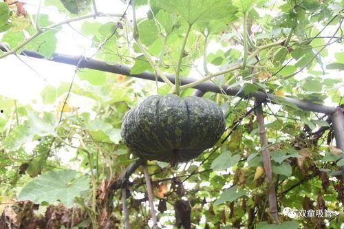 单位吃的瓜,揭秘职场八卦背后的真相