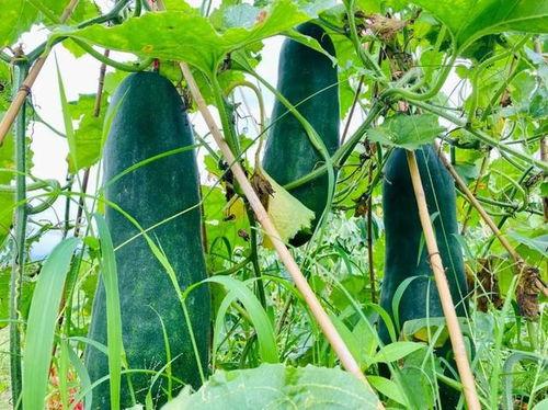 最近火爆吃瓜视频,揭秘近期火爆视频背后的秘密