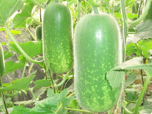 derpixon吃瓜,揭秘derpixon吃瓜背后的娱乐风云