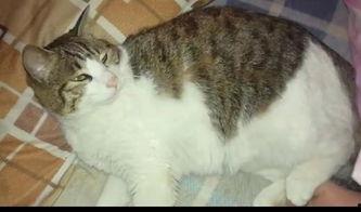 吃瓜的猫咪图,萌态十足，揭秘宠物界的“美食家”