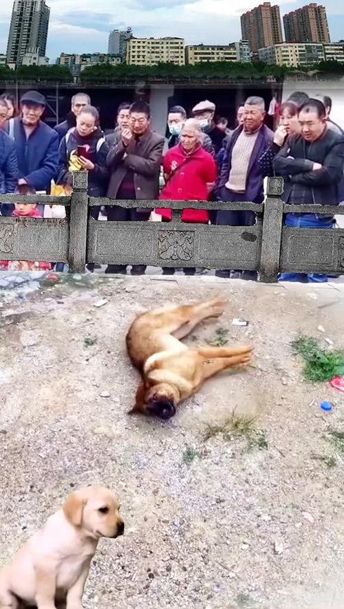 围观吃瓜小狗,萌宠界的“吃瓜群众”